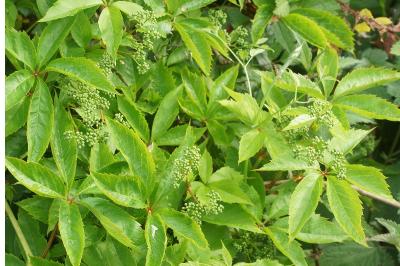 <i>Parthenocissus quinquefolia</i>