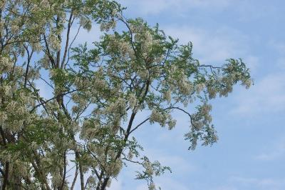 <i>Robinia pseudoacacia</i>