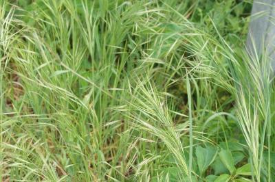 <i>Anisantha sterilis</i>