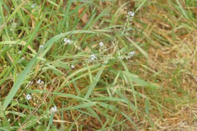 <i>Myosotis ramosissima</i>