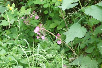 <i>Silene dioica</i>