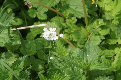 <i>Cardamine pratensis</i>