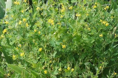 <i>Chelidonium majus</i>