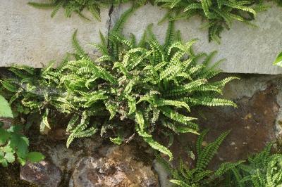 <i>Asplenium trichomanes</i>