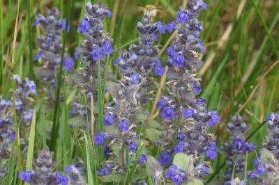 Ajuga genevensis