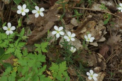 Arenaria montana