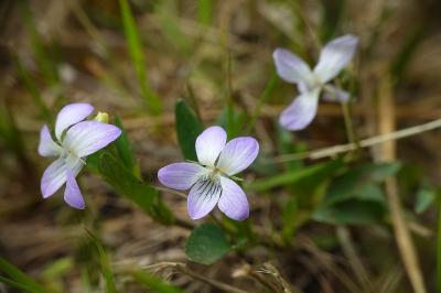 Viola lactea
