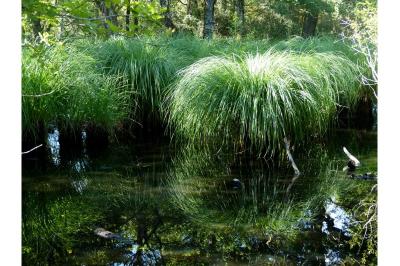 Carex elata