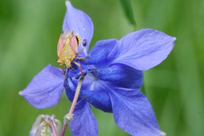 <i>Aquilegia vulgaris</i>