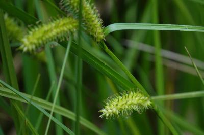 Carex vesicaria