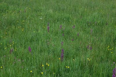 Anacamptis laxiflora