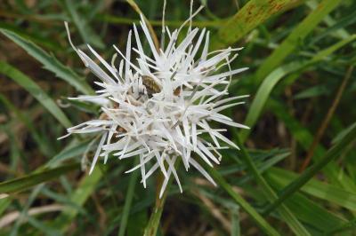 Carthamus mitissimus