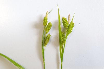 Carex pallescens