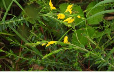Genista anglica