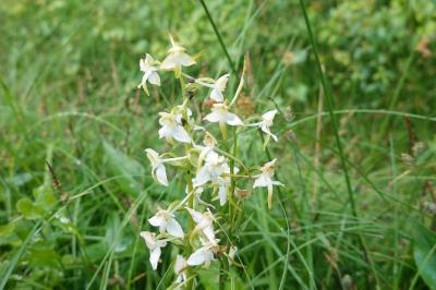 <i>Platanthera chlorantha</i>