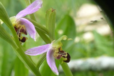<i>Ophrys apifera</i>