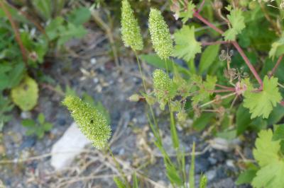 <i>Rostraria cristata</i>