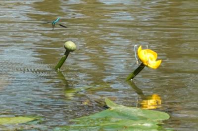 <i>Nuphar lutea</i>