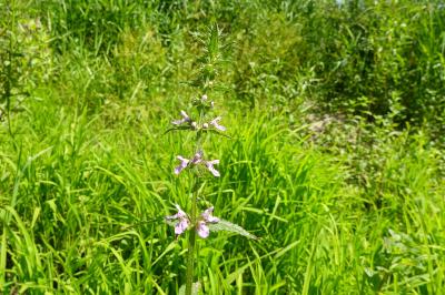 <i>Stachys palustris</i>