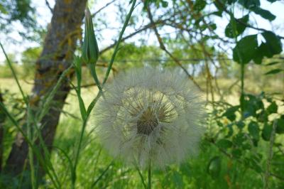 <i>Tragopogon pratensis</i>