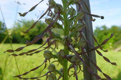 <i>Himantoglossum hircinum</i>