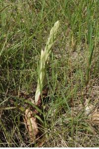 <i>Himantoglossum hircinum</i>