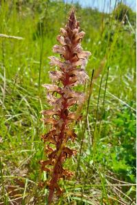 <i>Orobanche amethystea</i>