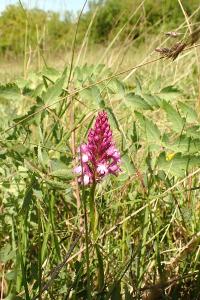 <i>Anacamptis pyramidalis</i>