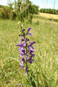<i>Salvia pratensis</i>