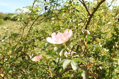 <i>Rosa cinnamomea</i>