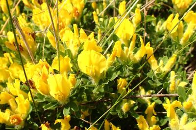 <i>Cytisus lotoides</i>