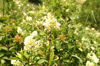 <i>Ligustrum vulgare</i>