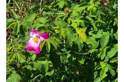 <i>Rosa gallica</i>