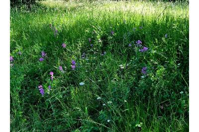 <i>Lathyrus latifolius</i>
