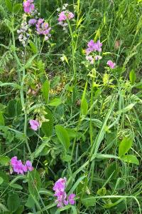 <i>Lathyrus latifolius</i>