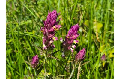 <i>Melampyrum arvense</i>