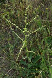 <i>Rumex pulcher</i>