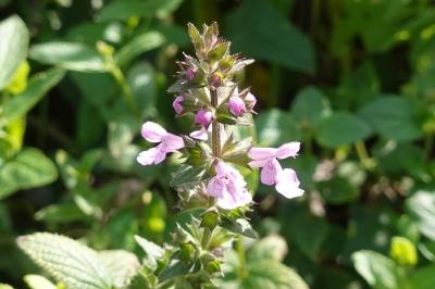 <i>Stachys palustris</i>