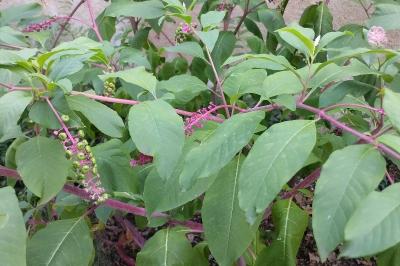 <i>Phytolacca americana</i>