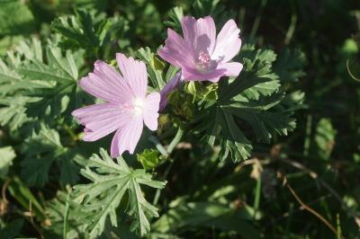 <i>Malva moschata</i>