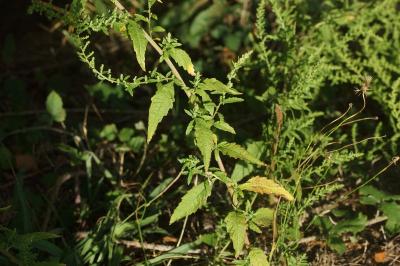 <i>Dysphania ambrosioides</i>