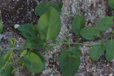 <i>Convolvulus arvensis</i>