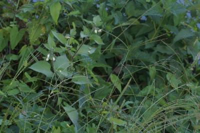<i>Solanum nigrum</i>