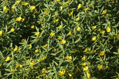 <i>Ludwigia peploides/grandiflora</i>