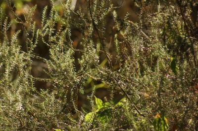 <i>Erica cinerea</i>