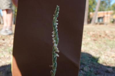 <i>Spiranthes spiralis</i>