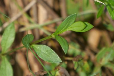 <i>Stellaria alsine</i>
