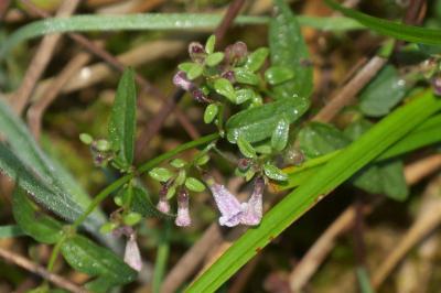 <i>Scutellaria minor</i>
