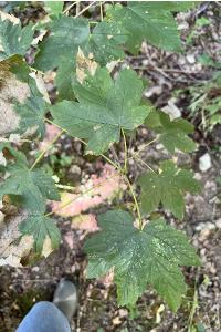 <i>Acer pseudoplatanus</i>