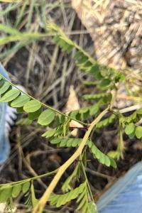 <i>Gleditsia triacanthos</i>